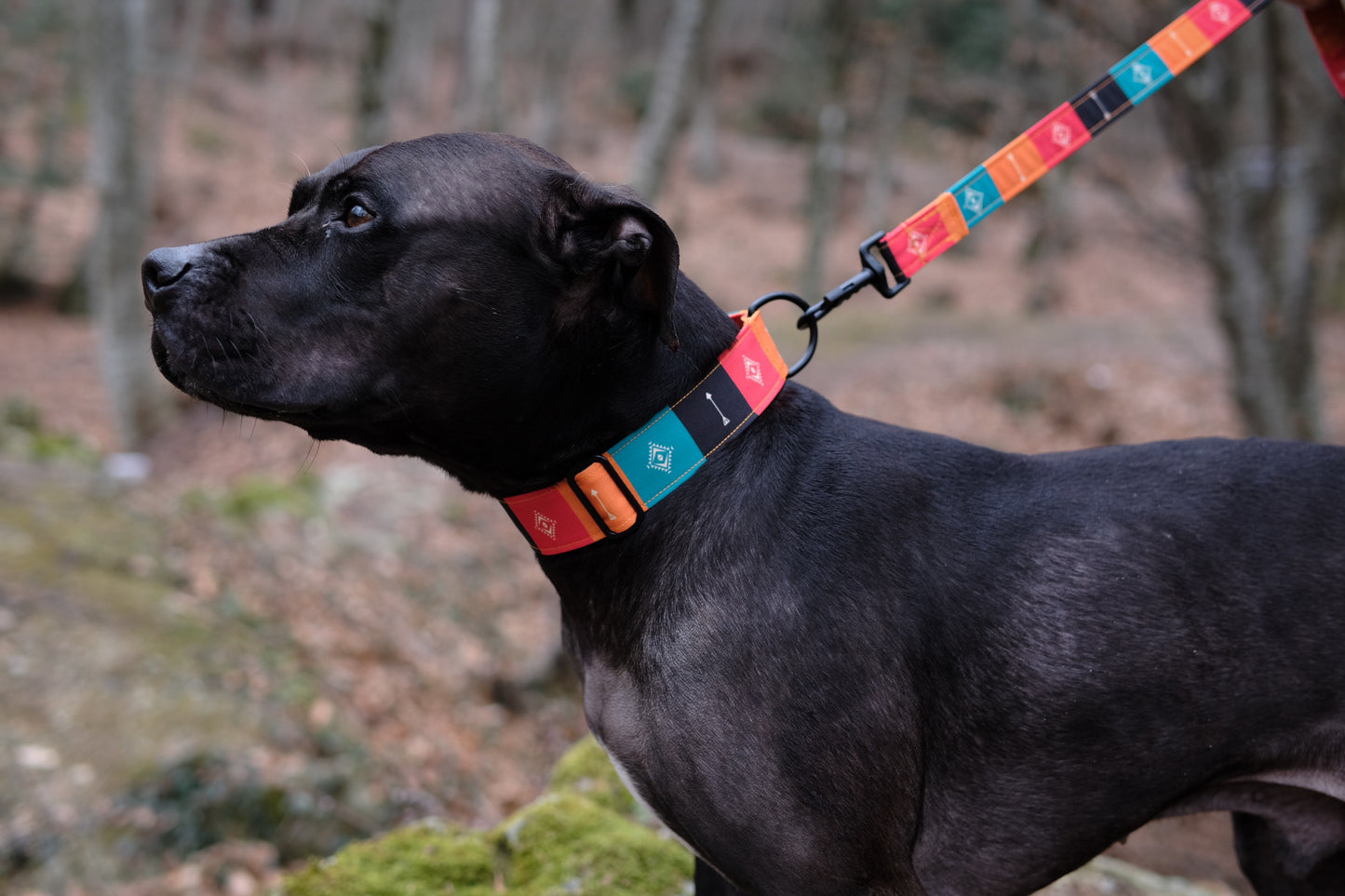 Wild Barks Dog Collar - NATIVE