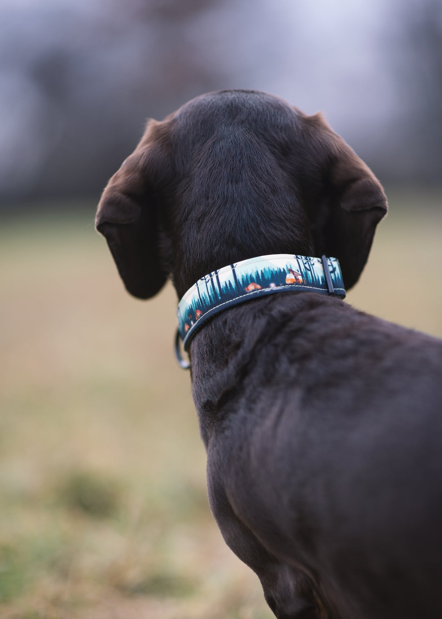 Wild Barks Dog Collar - CAMP LIFE